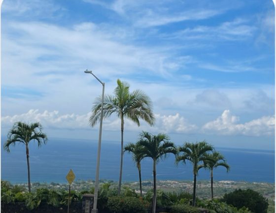 Ocean and palm trees
